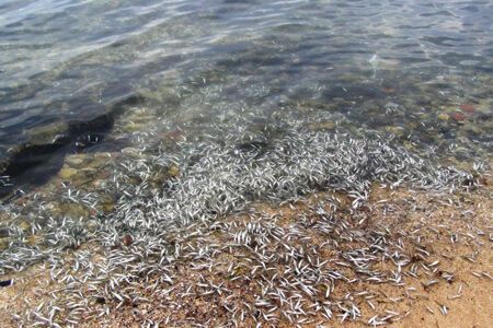 Украинские берега завалены мертвой рыбой. Фото