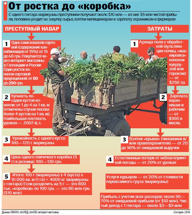 Виробництво марихуани, одеських наркобаронів, в 50 разів більше, ніж у Нідерландах