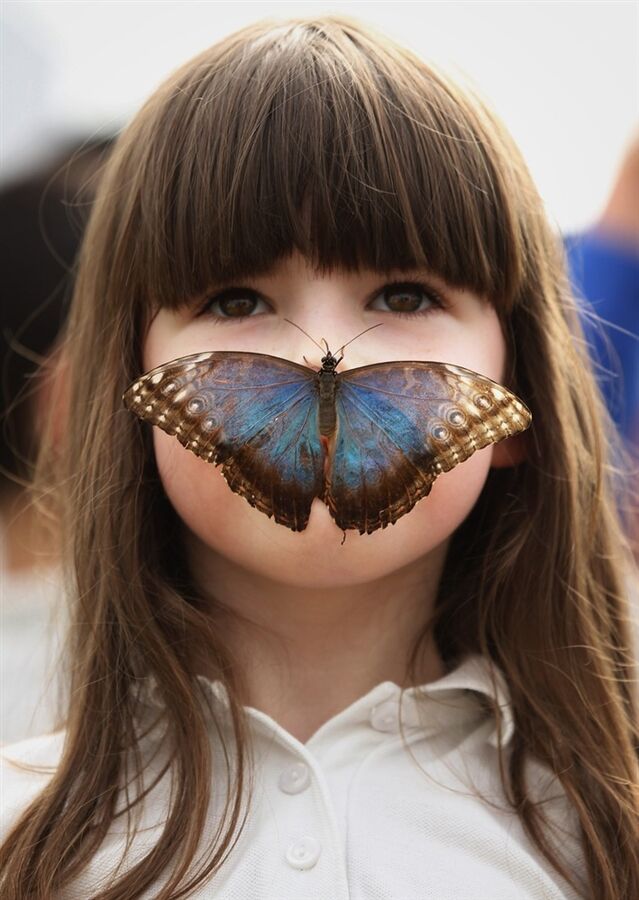 Виставка метеликів у Лондоні