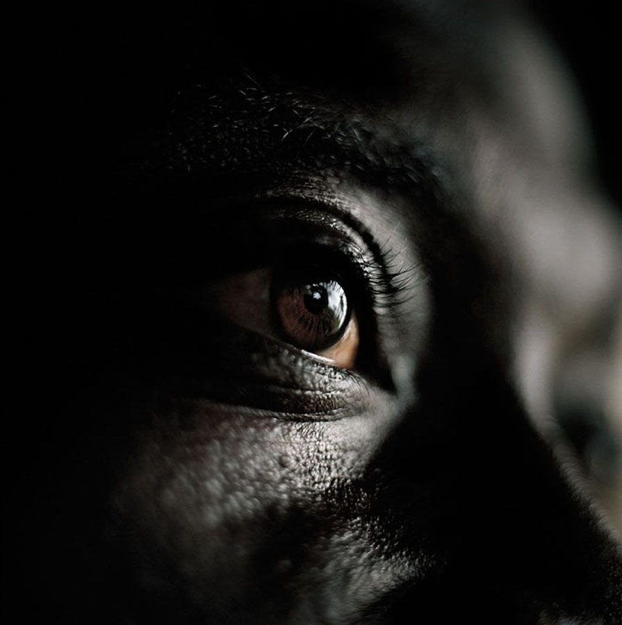 Фотографии Тима Хетерингтона, погибшего в Ливии