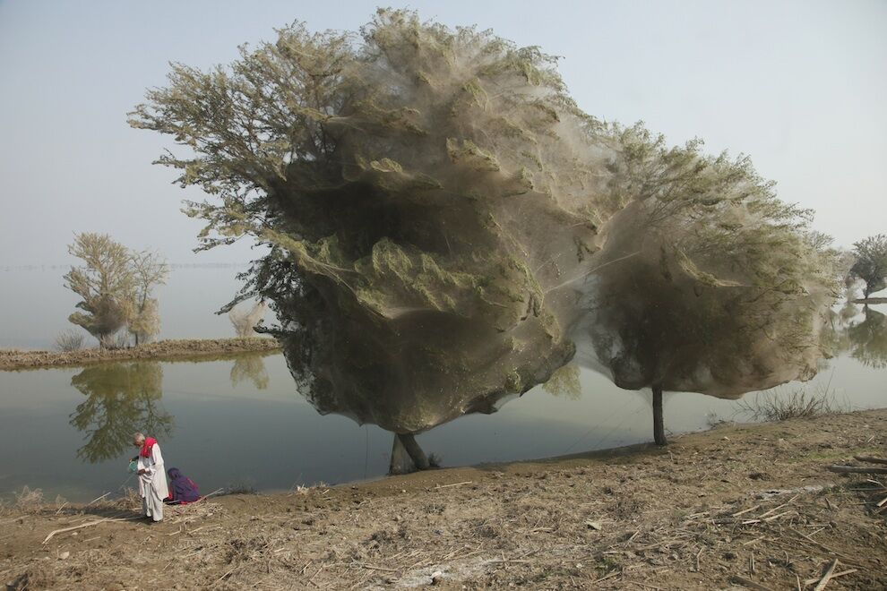 Нашестя павуків на дерева в Пакистані