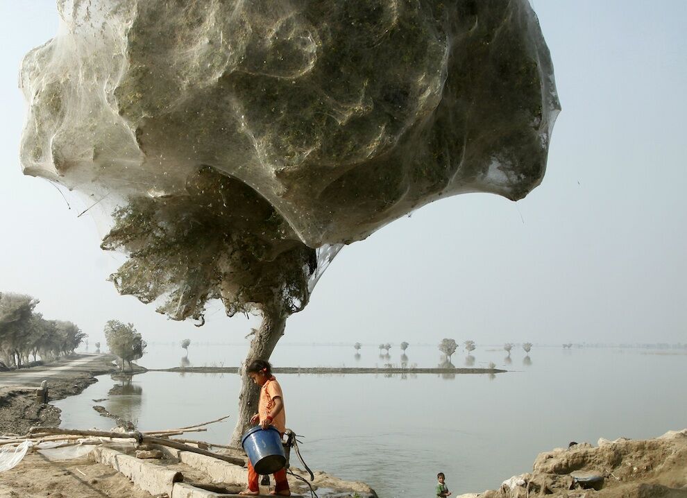 Нашестя павуків на дерева в Пакистані
