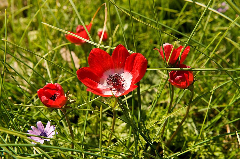 Подорож до Флоренції