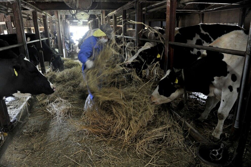 Катастрофа в Японии: два месяца спустя