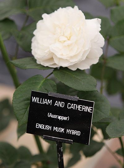 Квіткове шоу в Челсі-2011