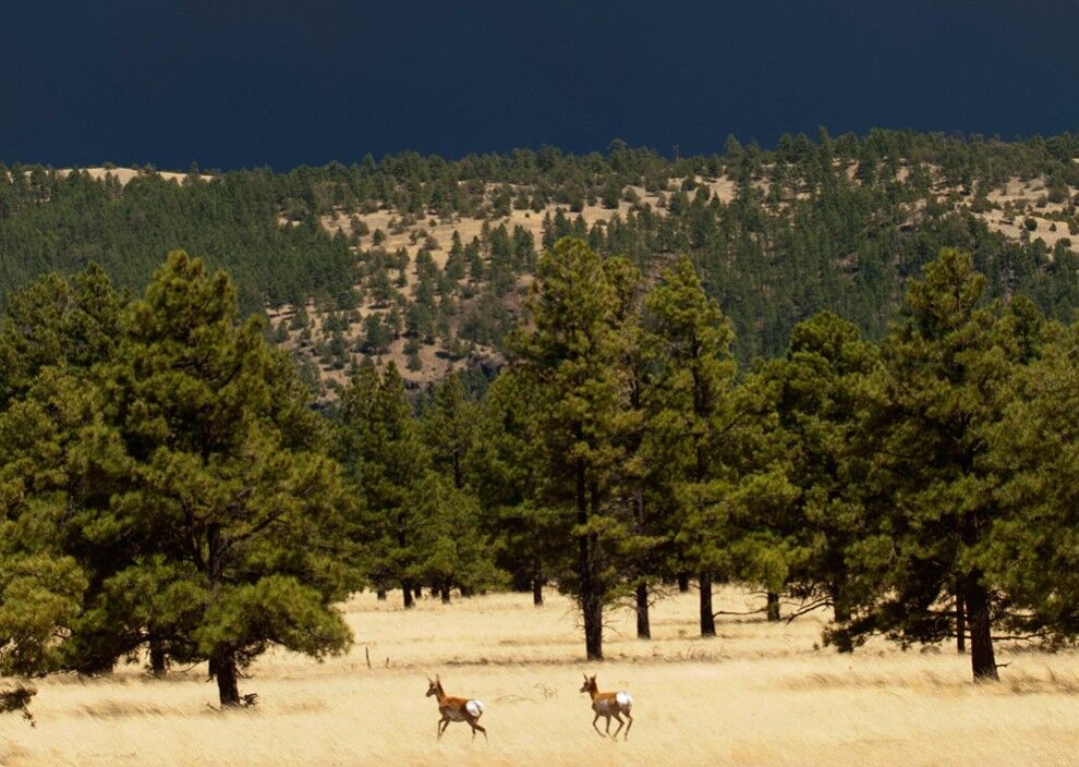 Лесные пожары в Аризоне