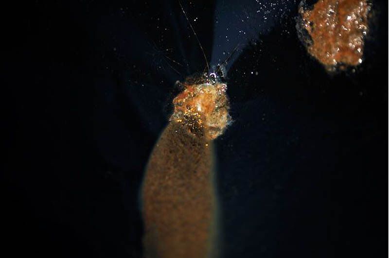 Старателі Таїланду