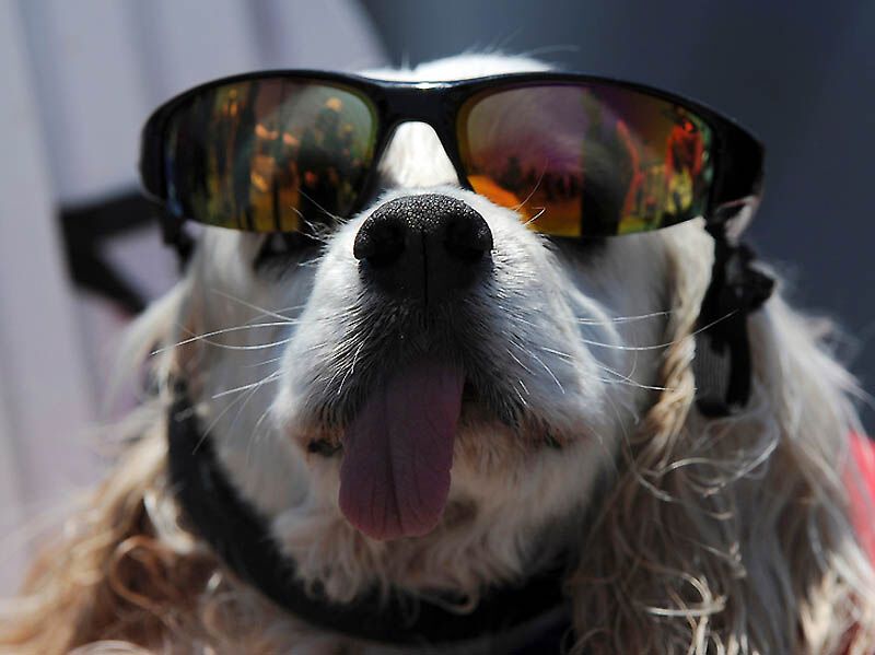 Собачий серфінг