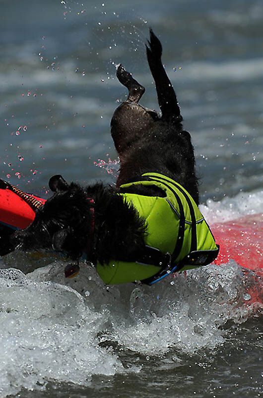 Собачий серфінг