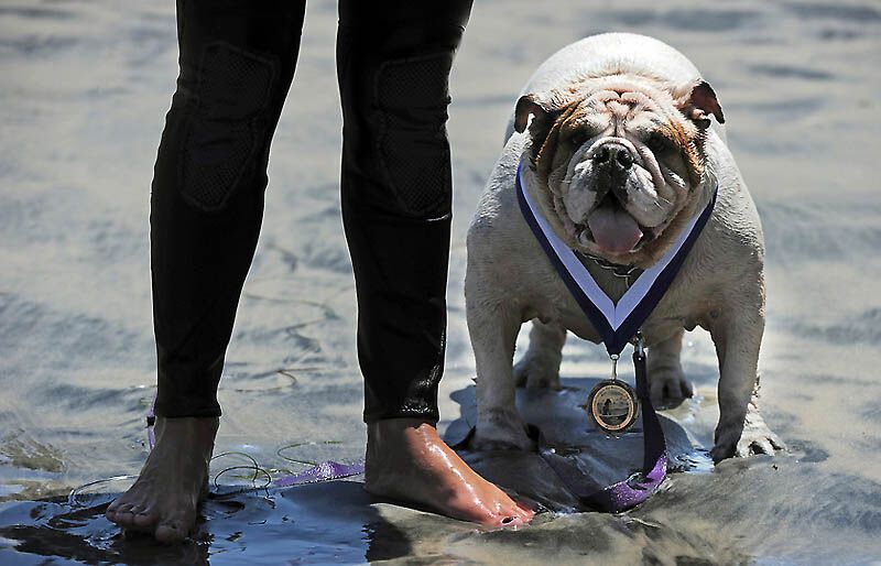 Собачий серфінг