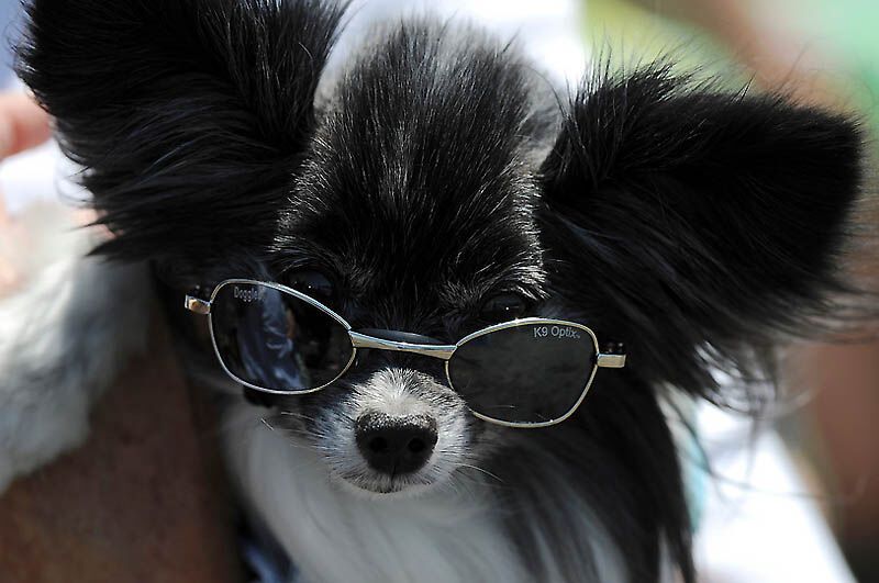 Собачий серфінг