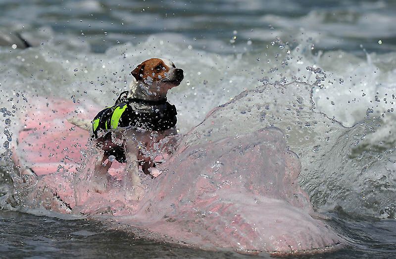 Собачий серфінг