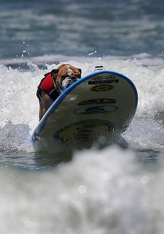 Собачий серфінг