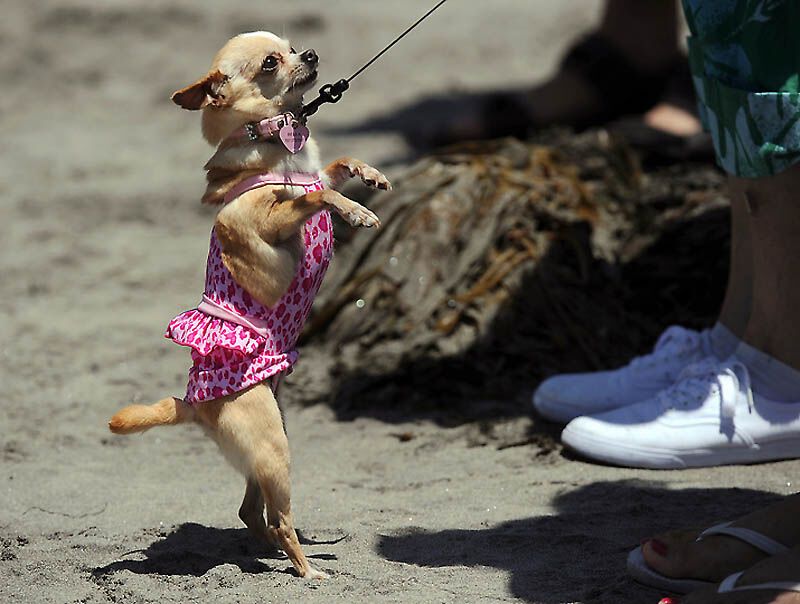 Собачий серфінг