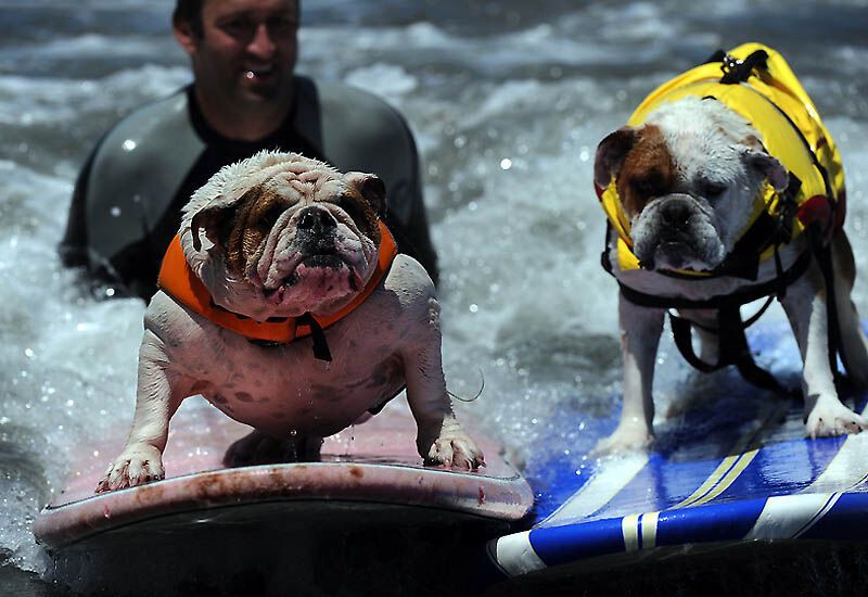 Собачий серфінг