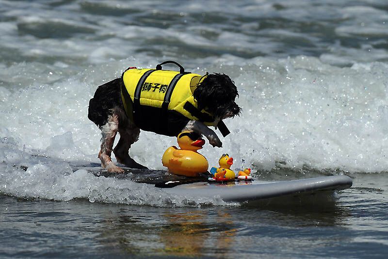 Собачий серфінг