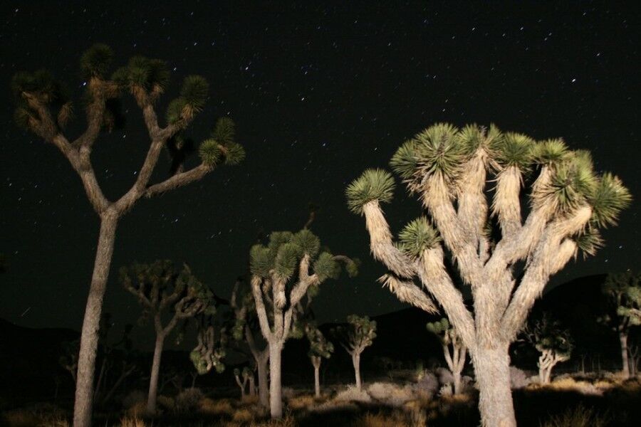 Удивительный национальный парк «Юкка коротколистная»