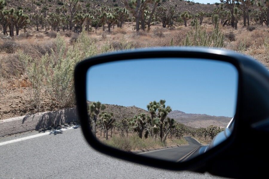 Удивительный национальный парк «Юкка коротколистная»