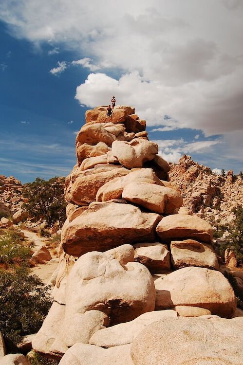 Удивительный национальный парк «Юкка коротколистная»