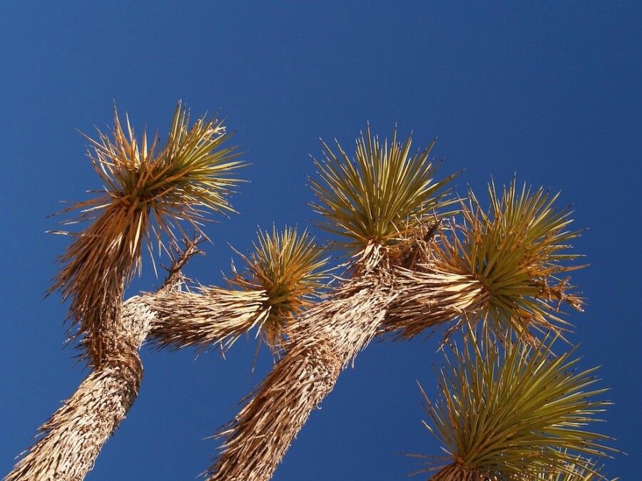 Удивительный национальный парк «Юкка коротколистная»