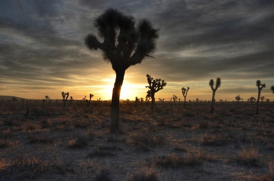 Удивительный национальный парк «Юкка коротколистная»