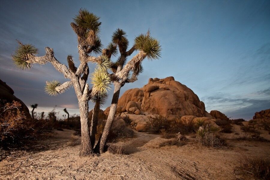 Удивительный национальный парк «Юкка коротколистная»