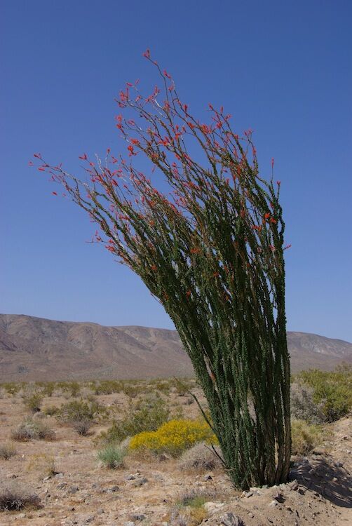 Удивительный национальный парк «Юкка коротколистная»