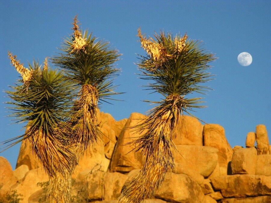 Удивительный национальный парк «Юкка коротколистная»