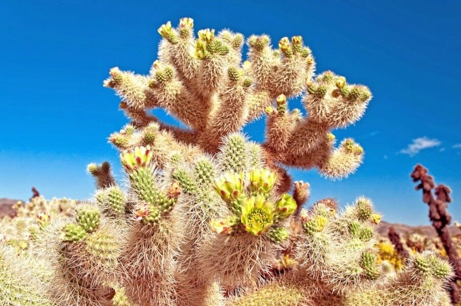 Удивительный национальный парк «Юкка коротколистная»