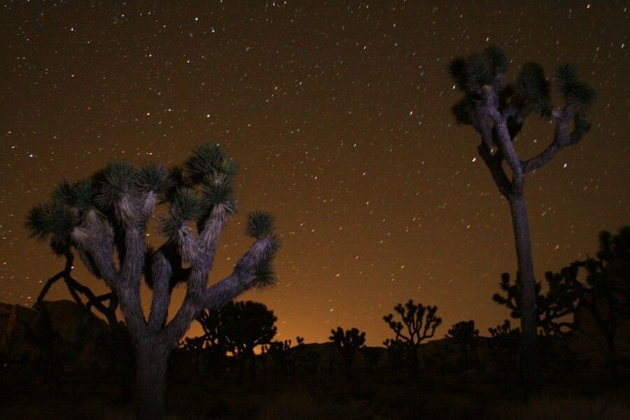 Удивительный национальный парк «Юкка коротколистная»