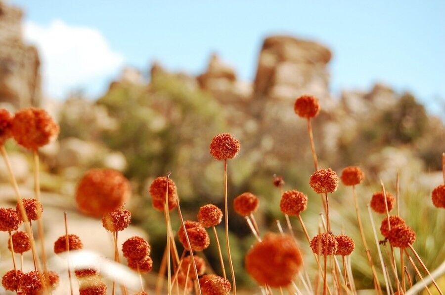 Удивительный национальный парк «Юкка коротколистная»