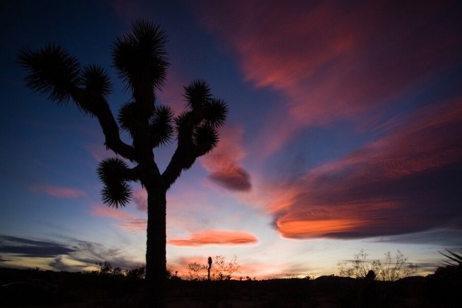Удивительный национальный парк «Юкка коротколистная»