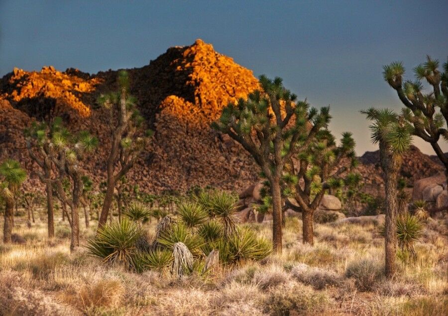 Удивительный национальный парк «Юкка коротколистная»