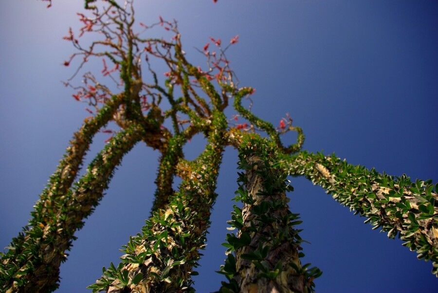 Удивительный национальный парк «Юкка коротколистная»