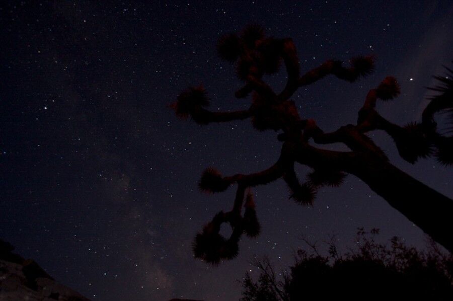 Удивительный национальный парк «Юкка коротколистная»