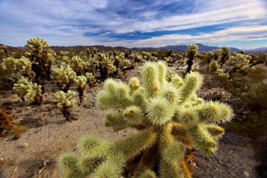 Удивительный национальный парк «Юкка коротколистная»