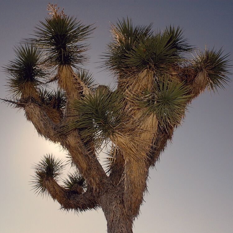 Удивительный национальный парк «Юкка коротколистная»