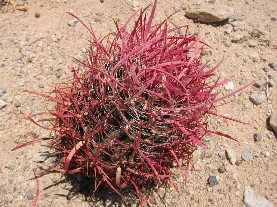 Удивительный национальный парк «Юкка коротколистная»