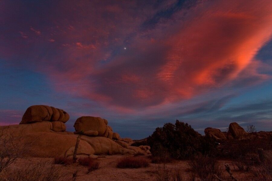 Удивительный национальный парк «Юкка коротколистная»