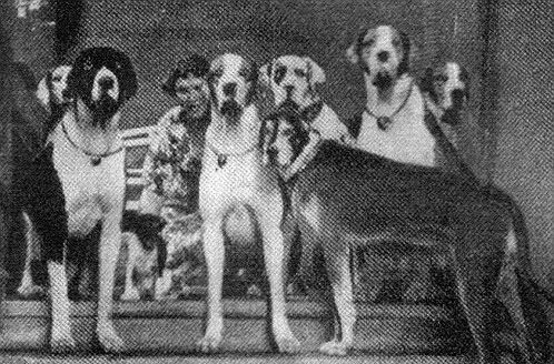 Гитлер планировал выиграть войну с помощью говорящих собак