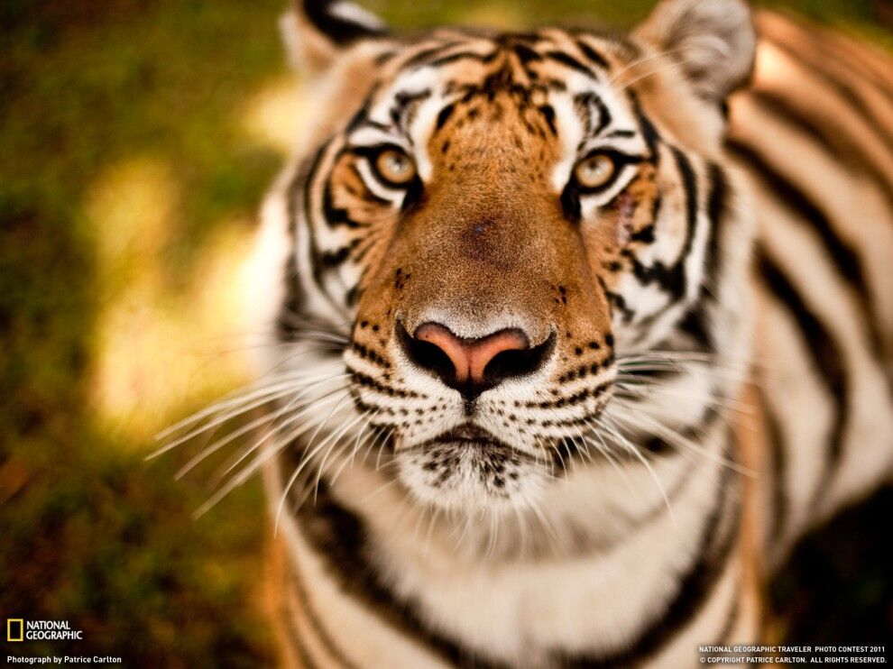 Фото National Geographic за июнь 2011