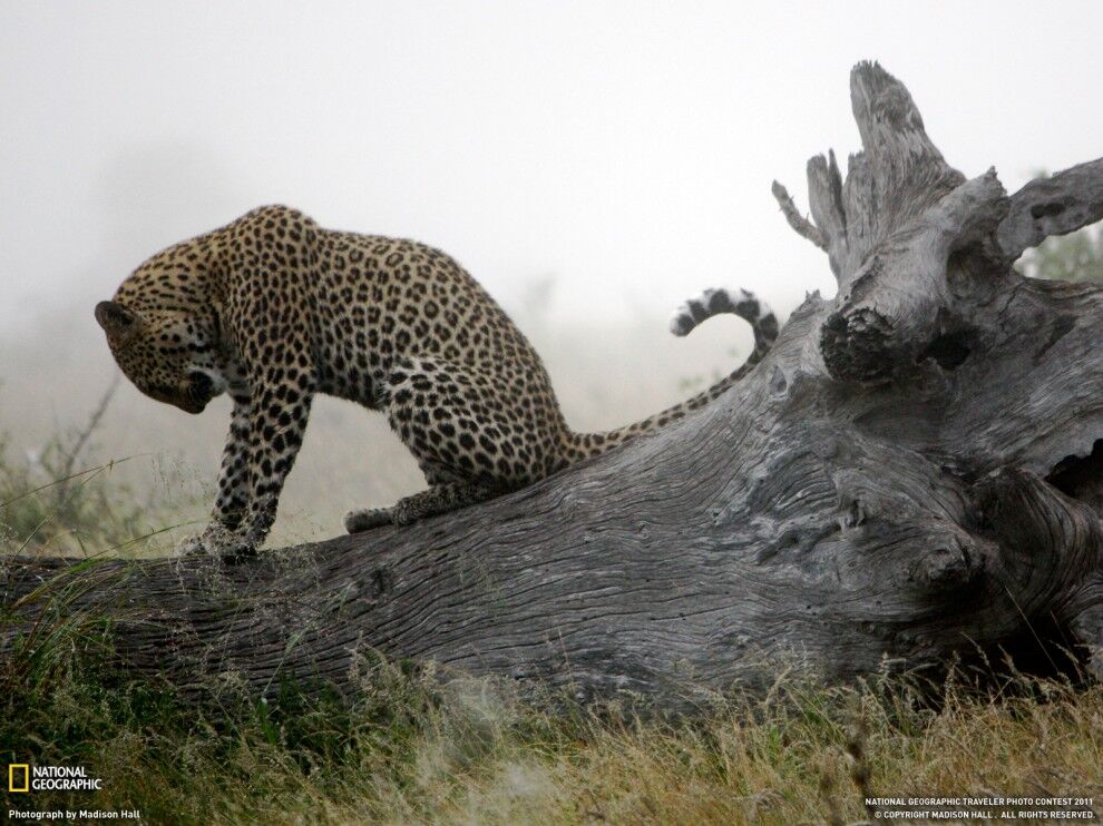 Фото National Geographic за июнь 2011