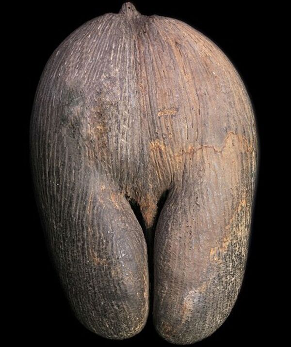 Принц Вільям піднімає потенцію гігантським кокосовим горіхом