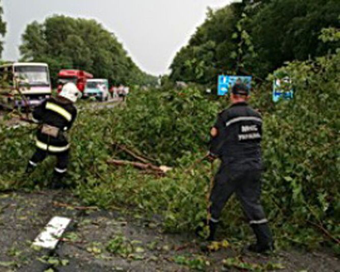 На трассе Тернополь - Львов деревья повредили автомобили