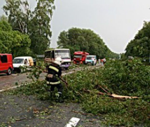 На трассе Тернополь - Львов деревья повредили автомобили