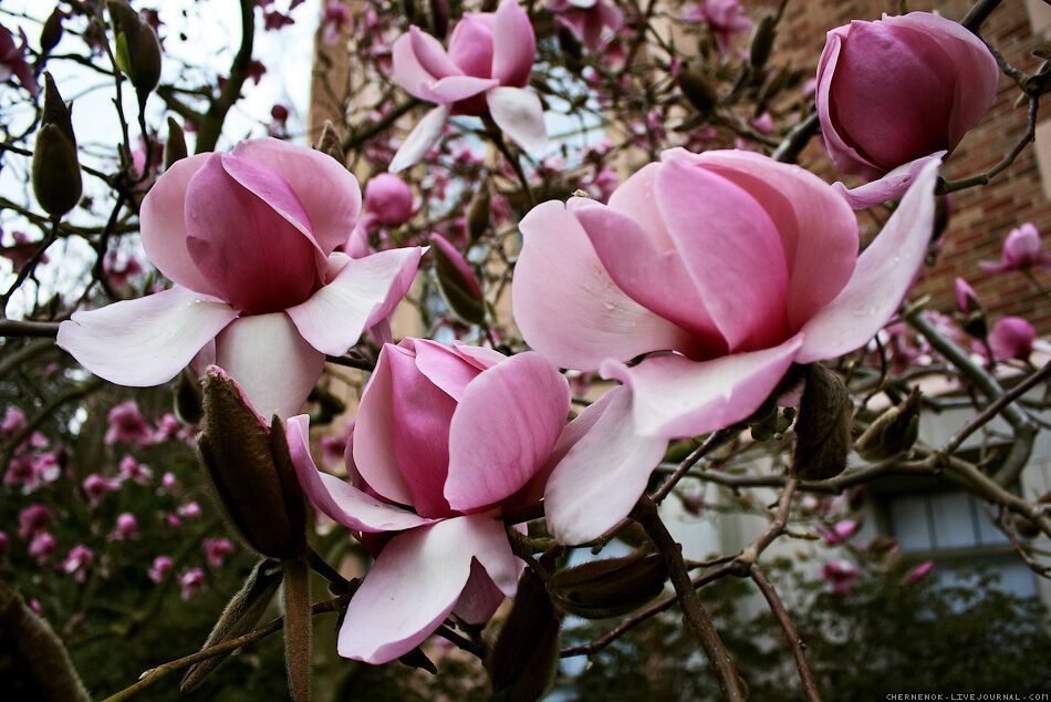 Прогулянка по території університету штату Вашингтон