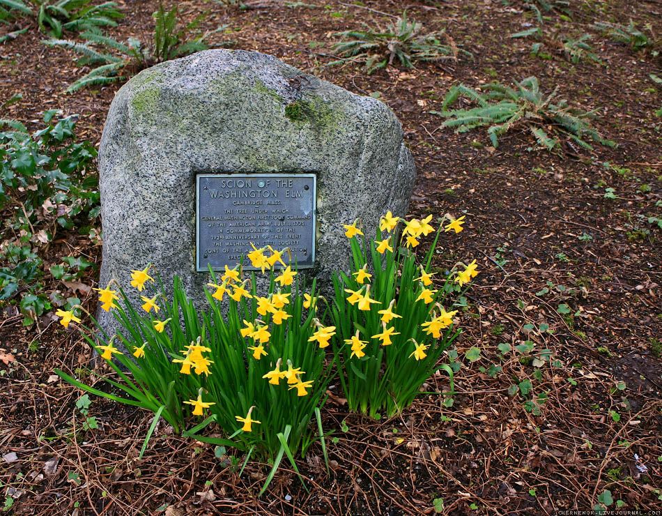 Прогулянка по території університету штату Вашингтон