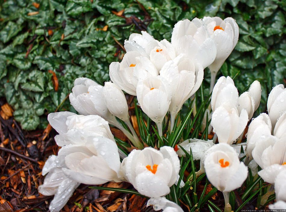 Прогулянка по території університету штату Вашингтон