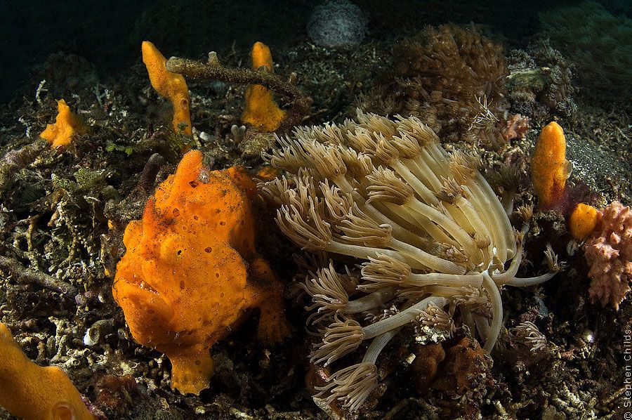 Підводний зоопарк дивовижних істот в Індонезії