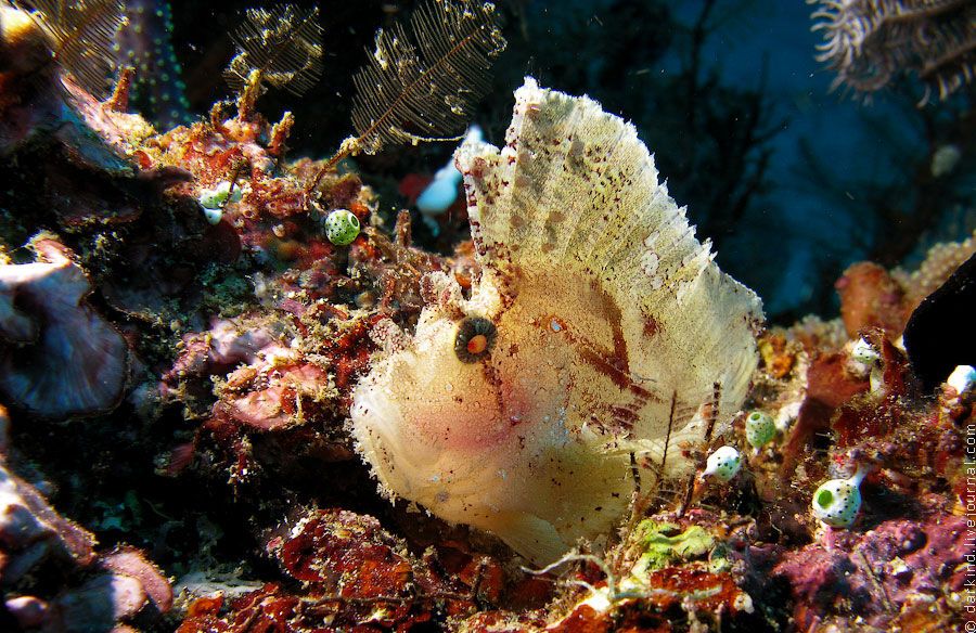 Підводний зоопарк дивовижних істот в Індонезії